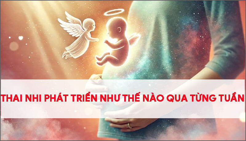 thai-nhi-phat-trien-nhu-the-nao-qua-tung-tuan